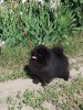 Санлэнд Лаки Янь Чи