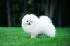 News Pomeranians Gigi