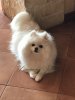 New's Pomeranian Bacon