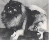 Keestorpets Milord