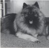 Keestorpets Fonzie