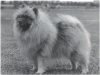 Keestorpets Marylou
