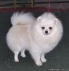 Tlc's Sugar Lilli
