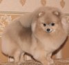 Фантастик Стар Китти
