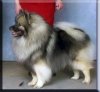 Rickees Diamond Stud
