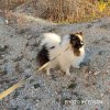 Евангелиста Из Сердца Калины