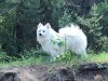 Эрвин Лидер Оф Зе Лиджен