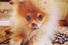 Vikki Golden Fluffy