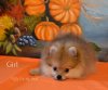 Fluffy Kiss Gold-Zlata-Zabava