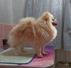 Мечта Моя Бонита