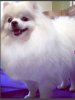 Viva White Pom Heimy Batterfly
