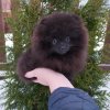 Кемала Из Облака Над Невой