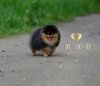Фортуне'с Гифт Рамона