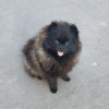 Феридж Лайт Фишка