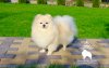 Arya Stark Sunshine Spitz