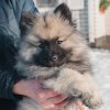 Винстон Виджис Прайд