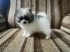 Емила Из Снежной Губернии