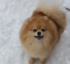 Аман Де Ля Шьен Ренэ Шампань