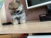 Бонус Стиль Рой Король Дома