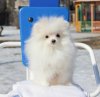 Бубу Из Королевства Дюймовочки