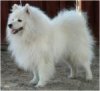 Noblewhite Chamade