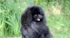 Summer-Dog Othello