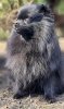 Valtimol Queen Of Beauty