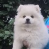Цунени Катцу Хоши
