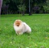 Амбер Лилии Лайн Брисс