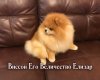 Виссон Его Величество Елизар