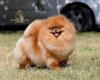 Sunryze Poms Basic Instinct