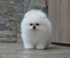Кing Of My Heart Fluffy Fidgets