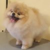 Grace Beauty Pom Orlando