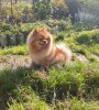 Рахат Лукум