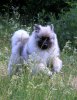 Издомасу Георг Отс