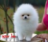 Star Joy Jin