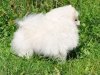 Вэллар Плюс Бриколь Снежная Королева