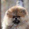 Лакшари Презент Оливер Кинг Оф Май Хат