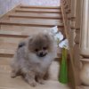 Уолтер Из Облака Над Невой