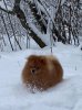 Ессон Саввой