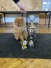 Of Poms Forever Henry