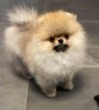 Malexis Poms Super Hero
