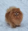 Gloriadogs Abbie - Habbie (Toy)