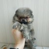 Феридж Лайт Аделина