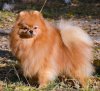 Осенний Поцелуй Из Княгинино