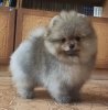 Юджин Бьюик Мото