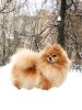 Куколки Ля Бель