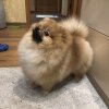 Стиф Скотти