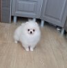 Лендс Каприз Эльф Из Сказки