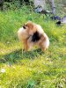 Эгоист Платинум Шау Вау Парамариба